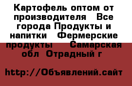 Картофель оптом от производителя - Все города Продукты и напитки » Фермерские продукты   . Самарская обл.,Отрадный г.